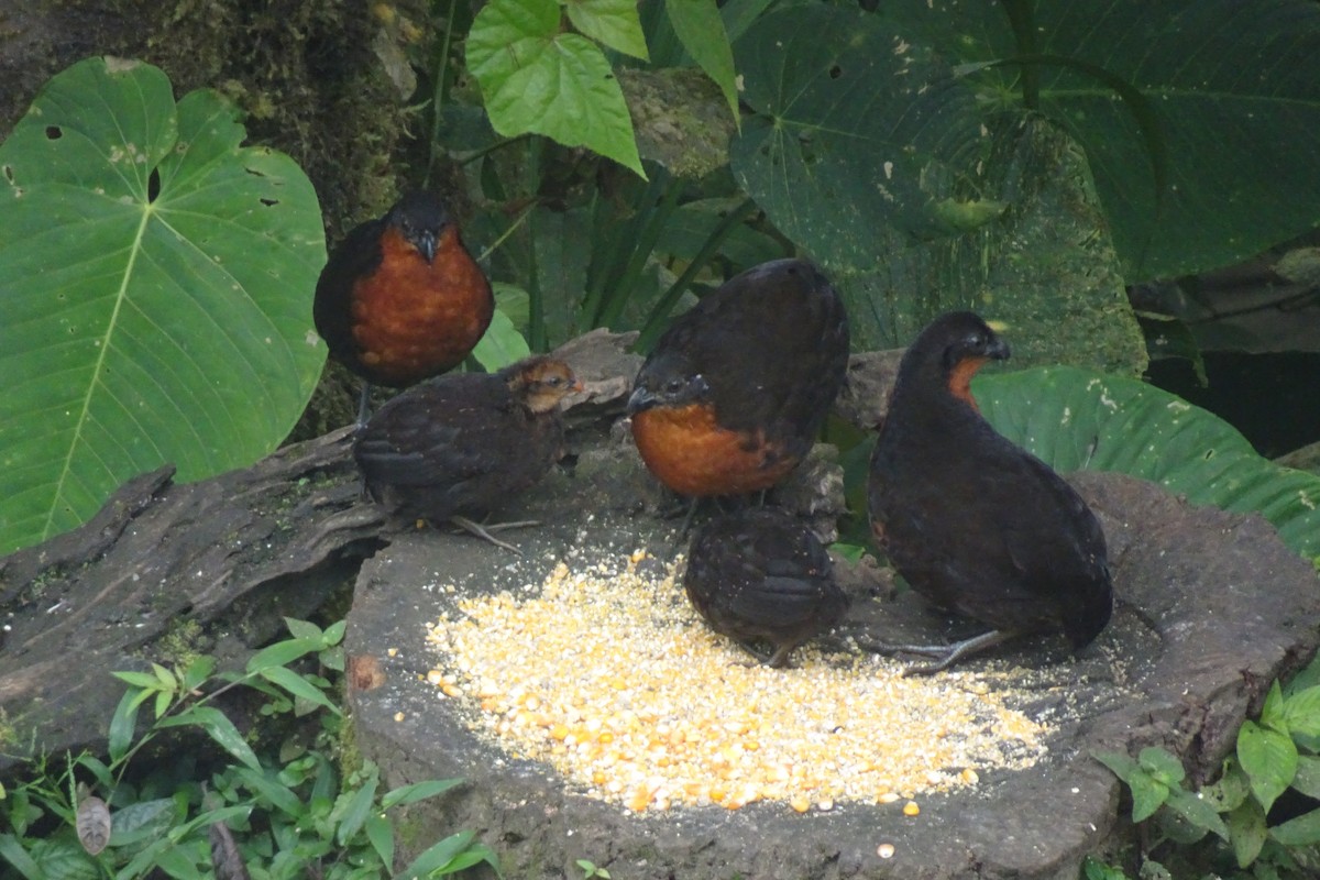 Dark-backed Wood-Quail - ML623837927