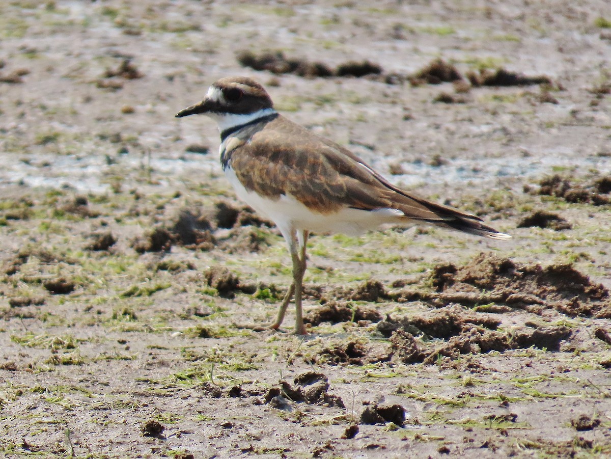 Killdeer - ML623837936