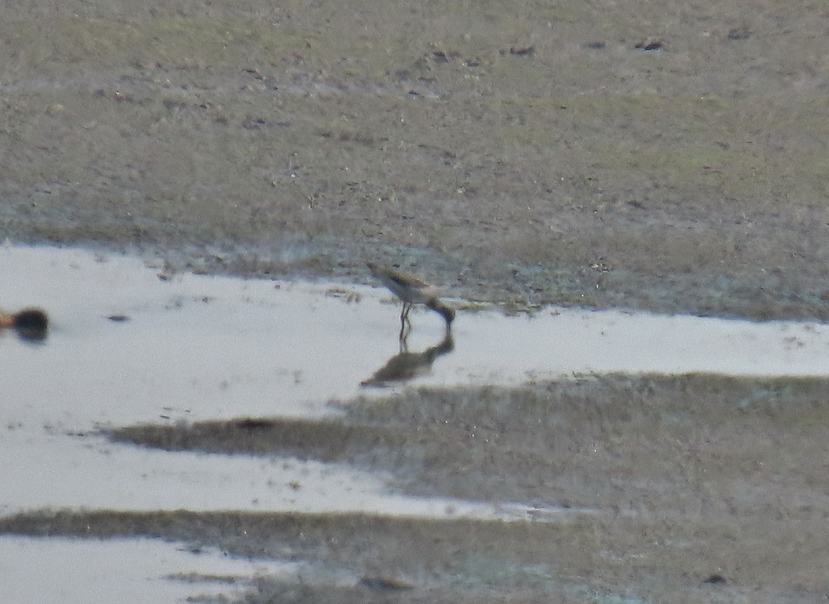 Greater Yellowlegs - ML623837953