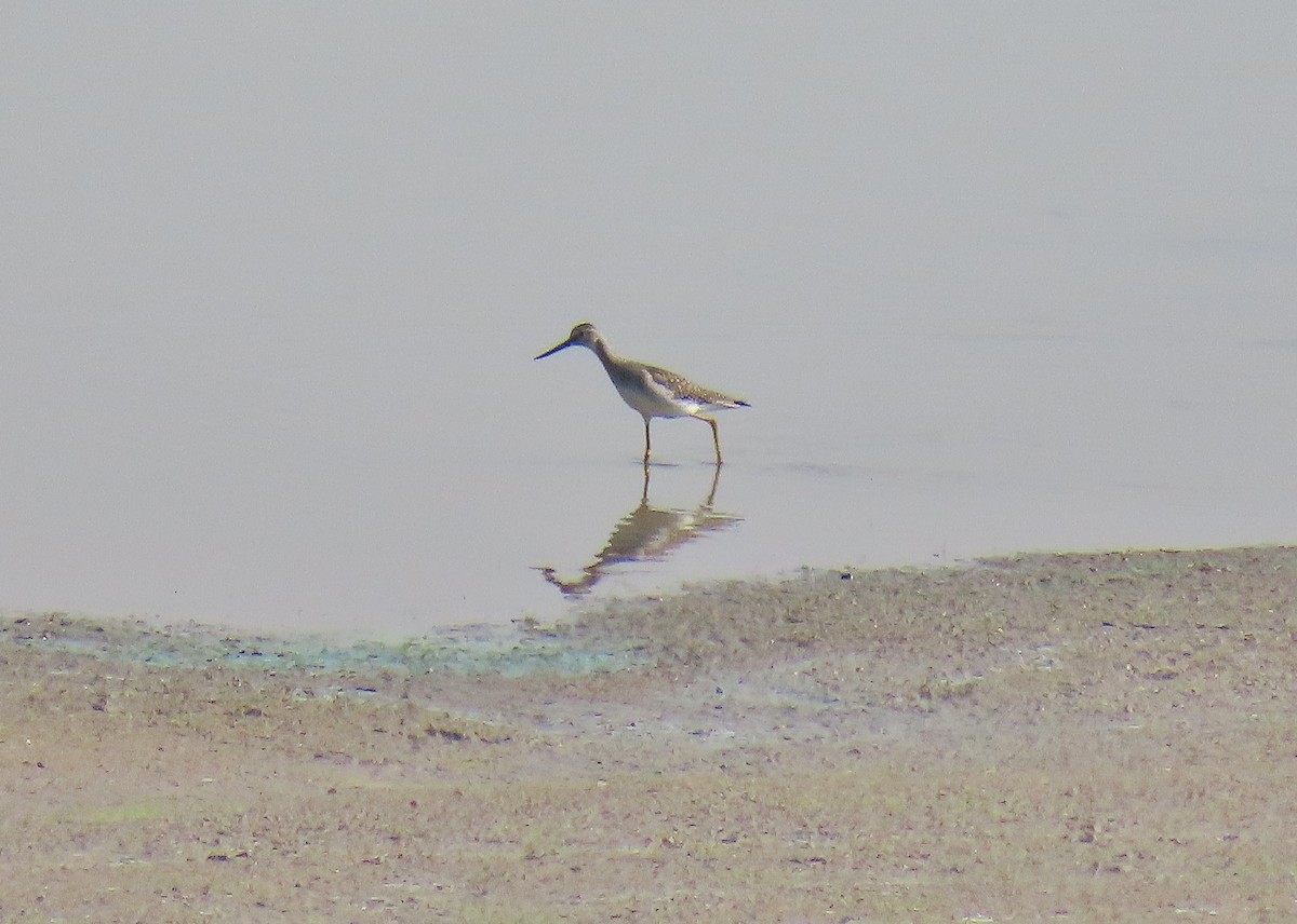 Greater Yellowlegs - ML623837954