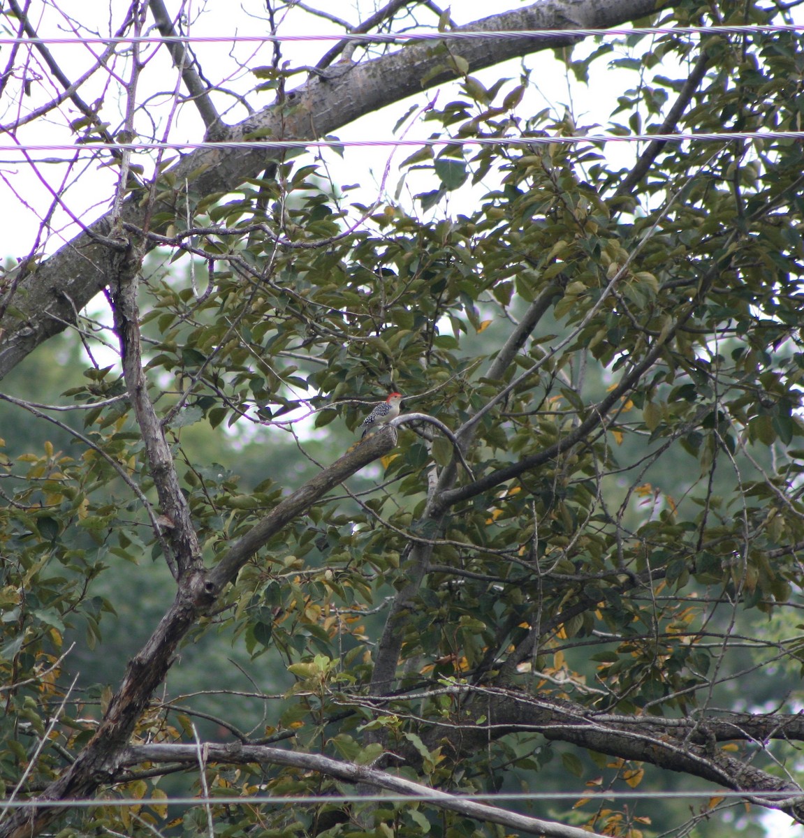 Red-bellied Woodpecker - ML623837962