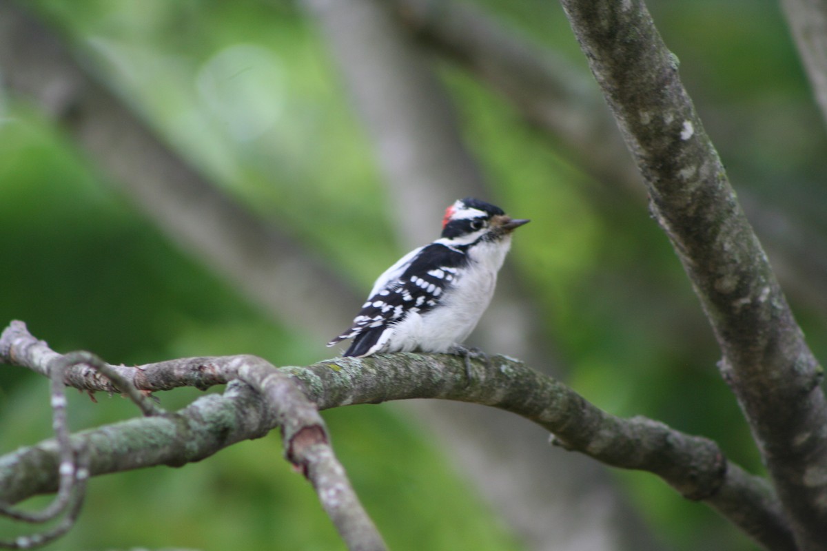 Downy Woodpecker (Eastern) - ML623837964