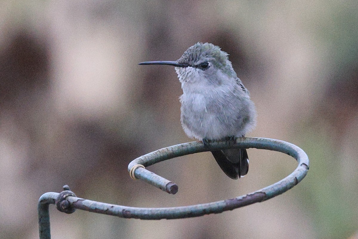 Costa's Hummingbird - ML623837968