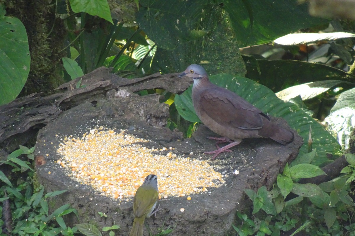 White-throated Quail-Dove - ML623837970