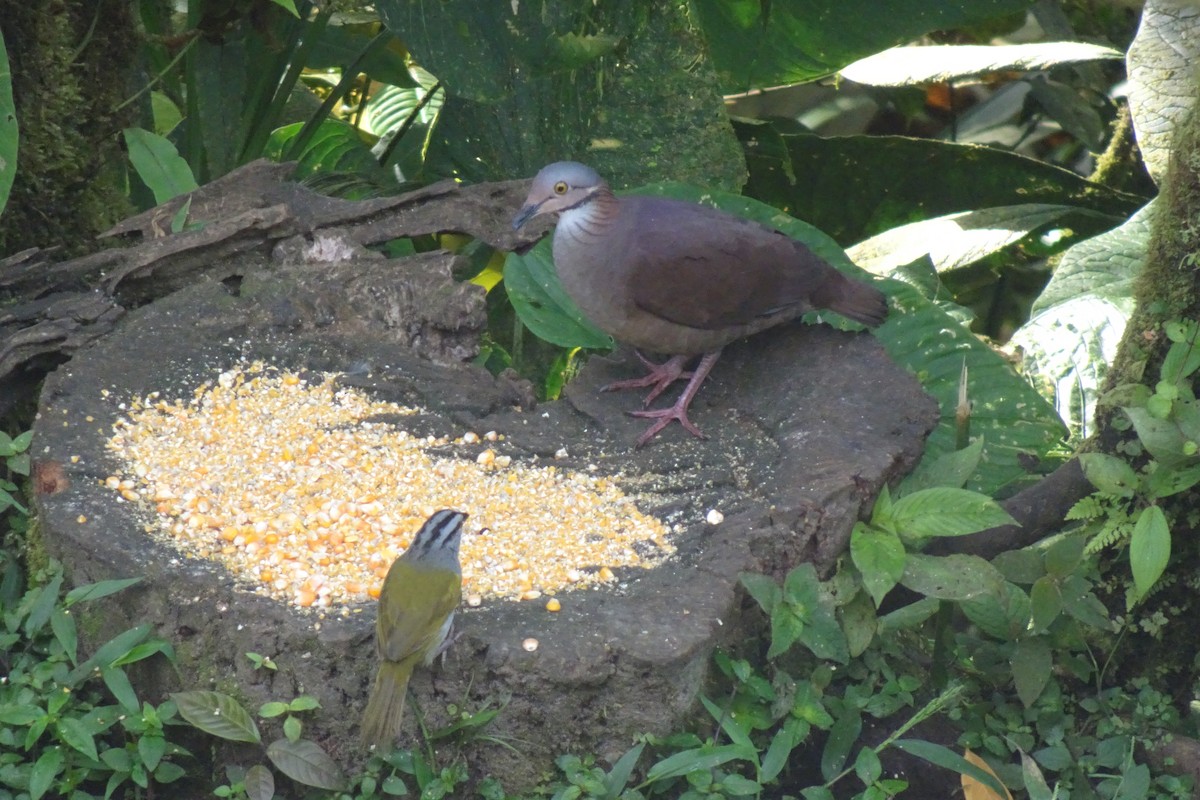 White-throated Quail-Dove - ML623837971