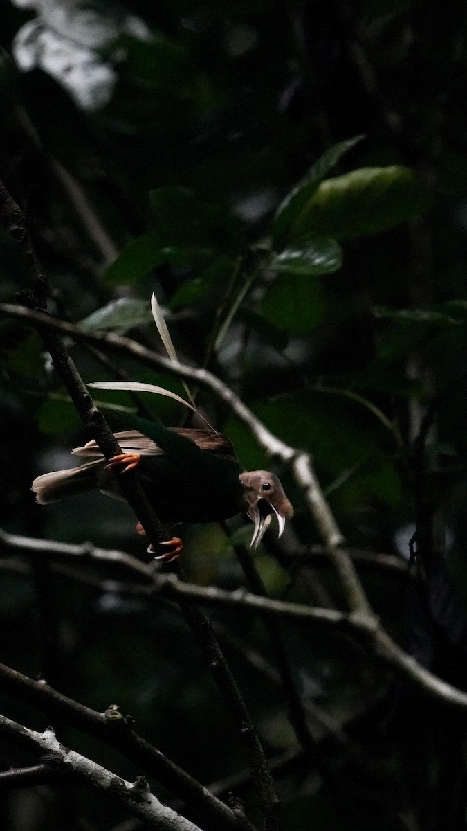 Standardwing Bird-of-Paradise - ML623837977