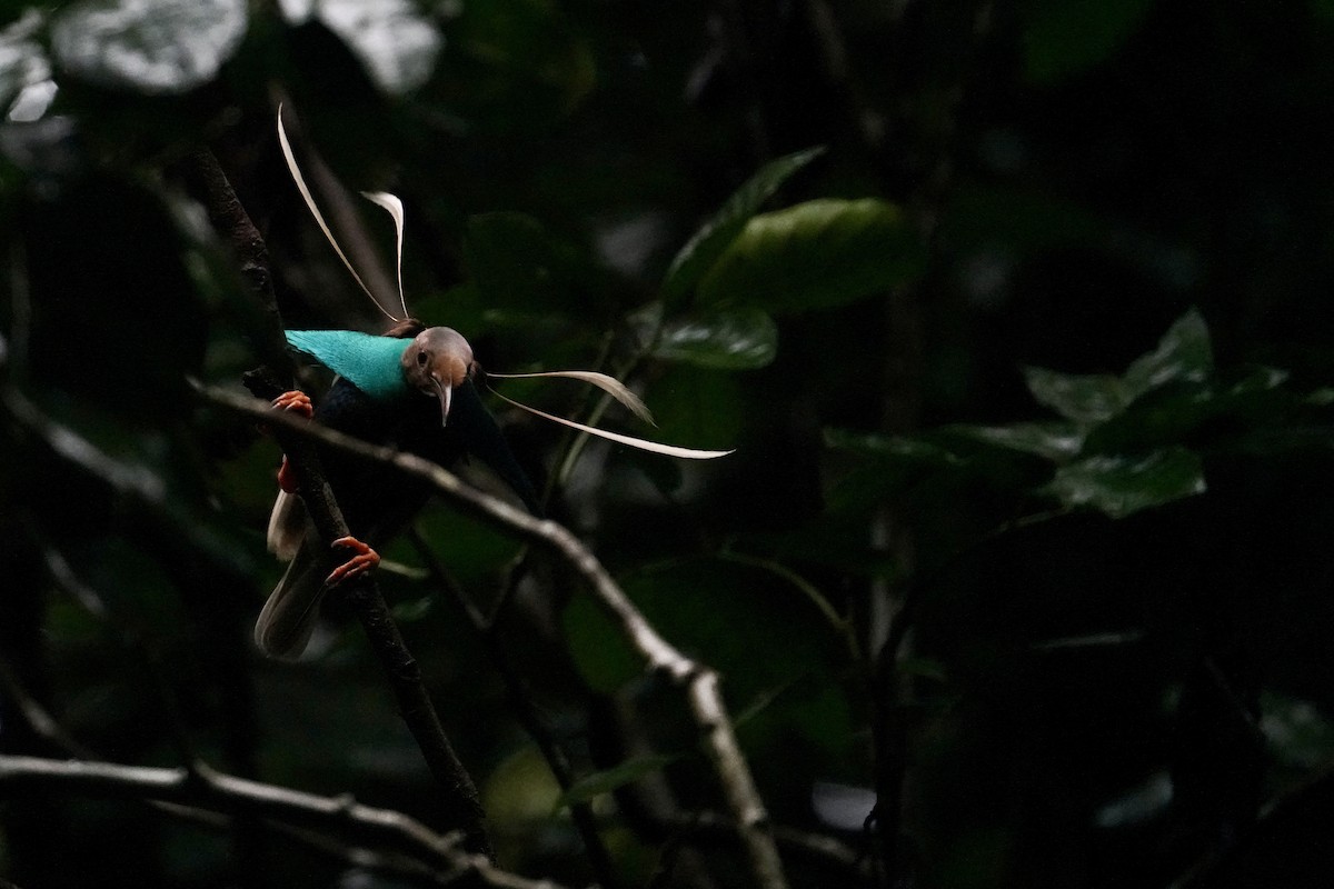 Standardwing Bird-of-Paradise - ML623837978