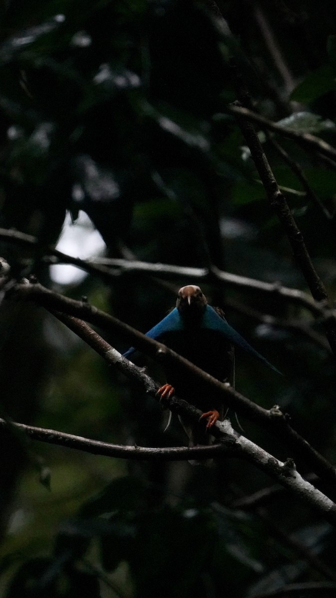 Standardwing Bird-of-Paradise - ML623837979