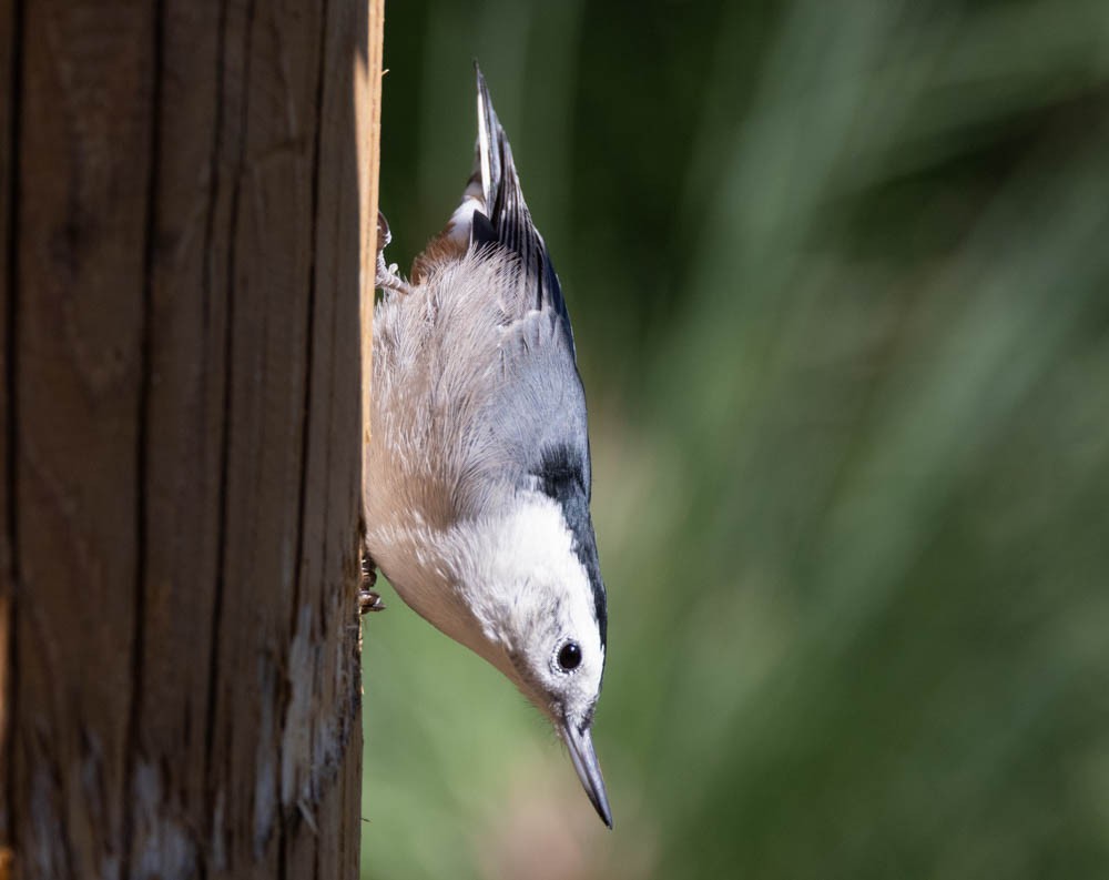 White-breasted Nuthatch - Marty Herde