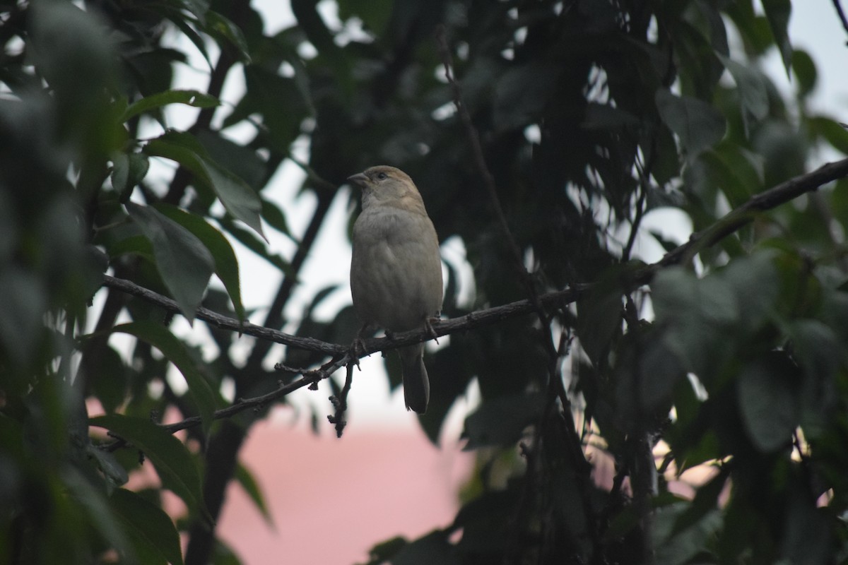 House Sparrow - ML623838006