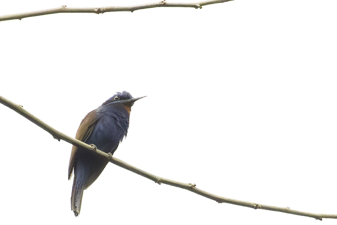 Blue-moustached Bee-eater - ML623838033