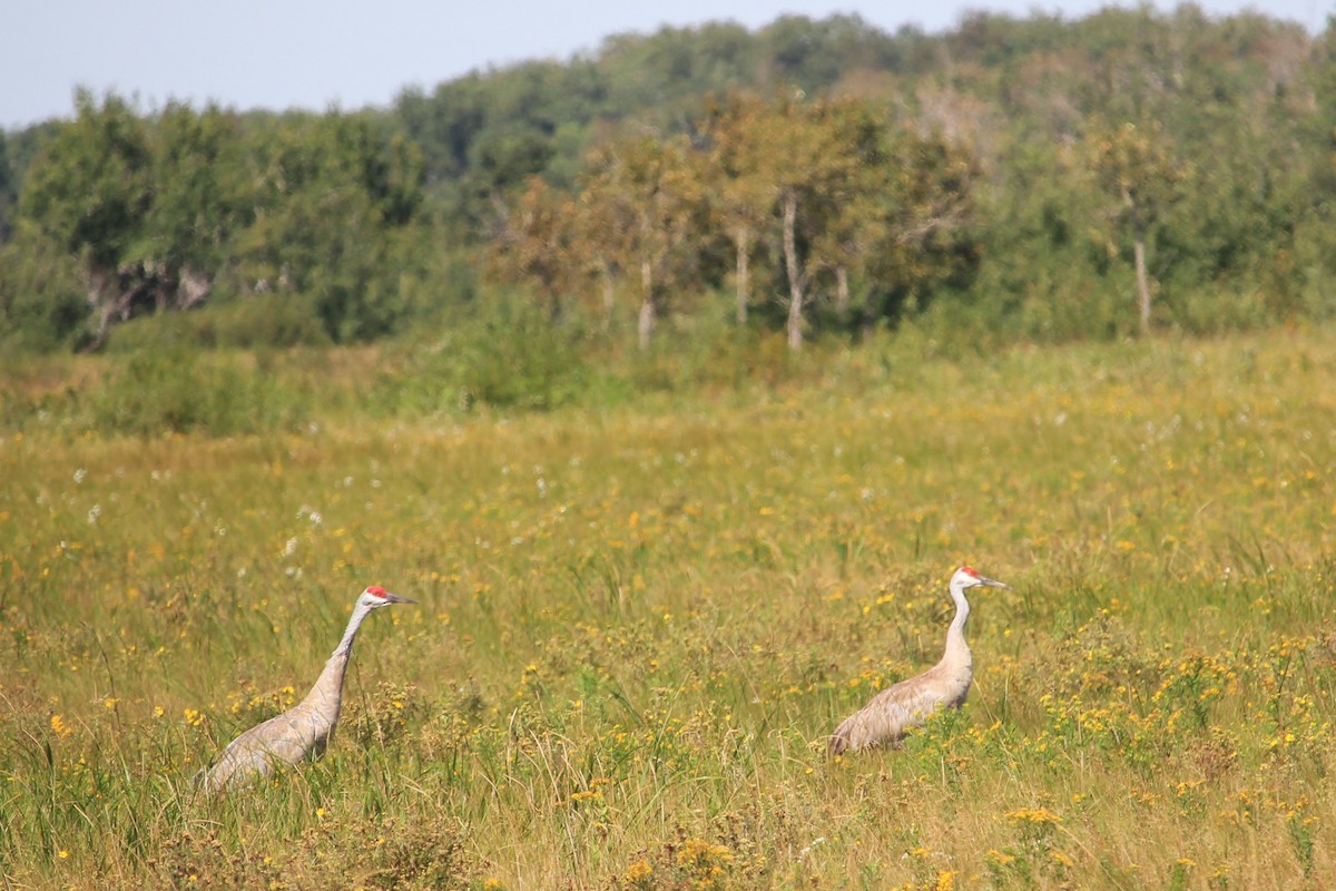 Sandhill Crane - ML623838042