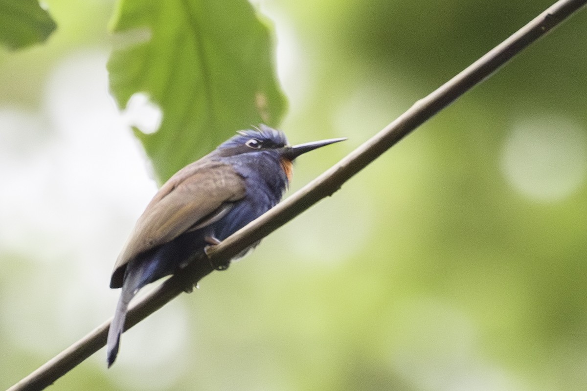 Blue-moustached Bee-eater - ML623838043