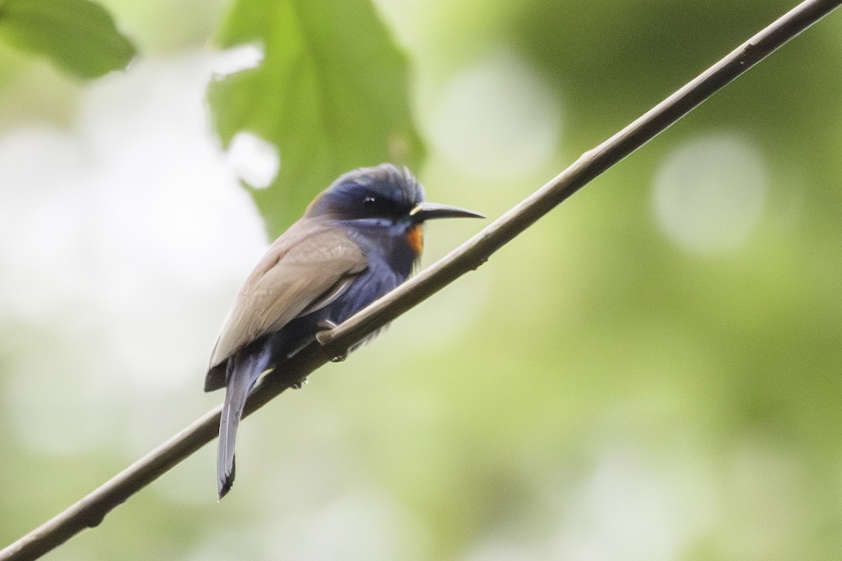 Blue-moustached Bee-eater - ML623838047