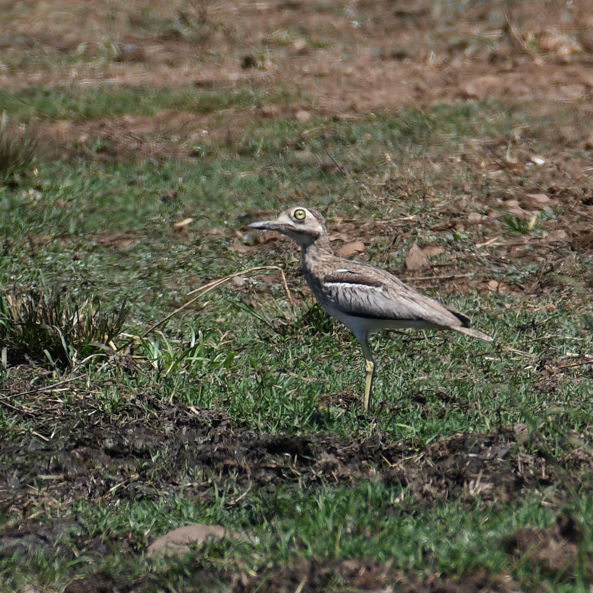 Water Thick-knee - ML623838058