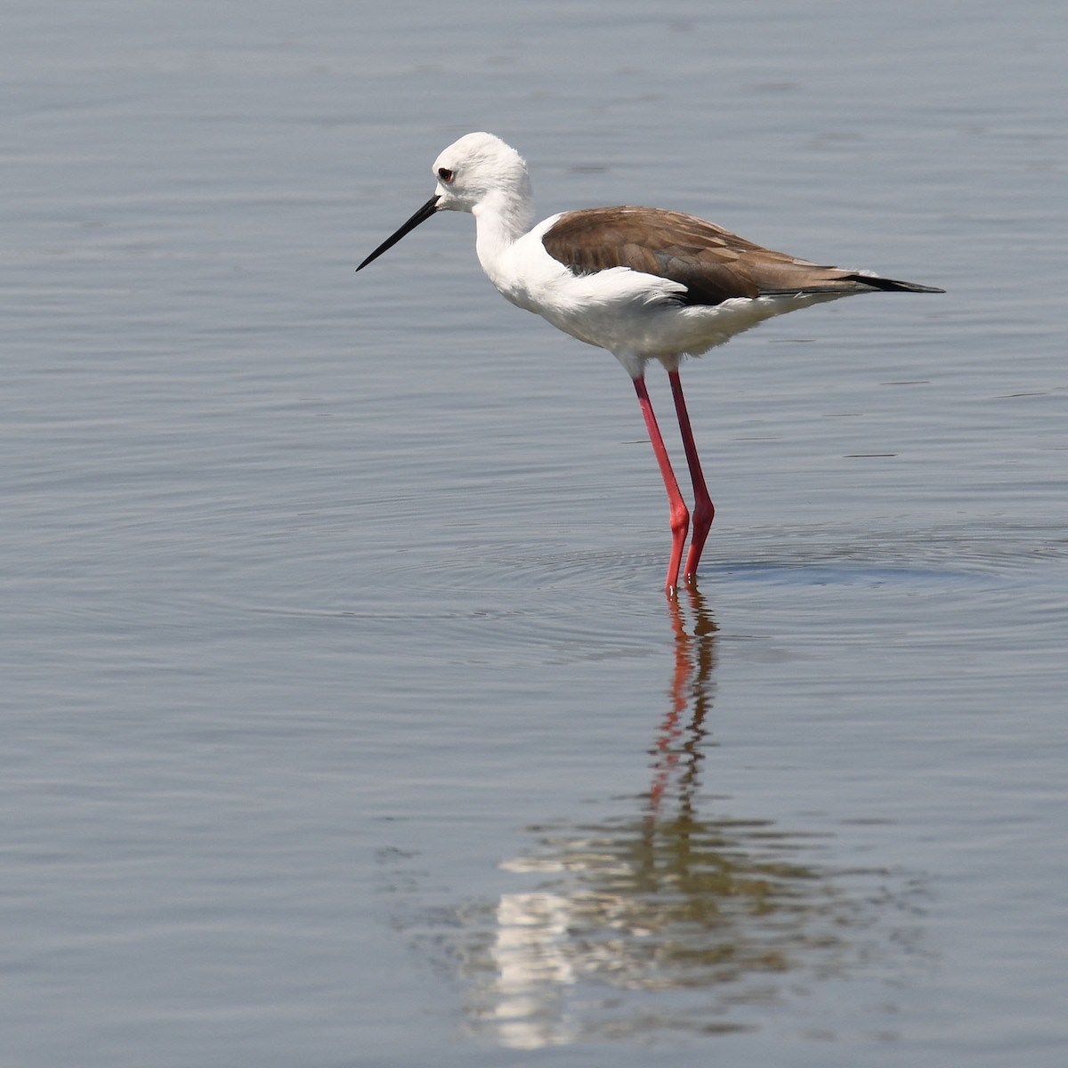 Black-winged Stilt - ML623838075