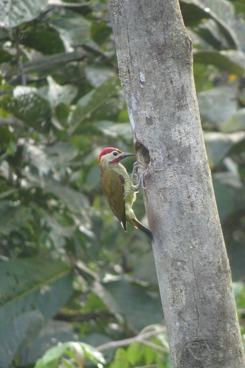 Golden-olive Woodpecker - ML623838076