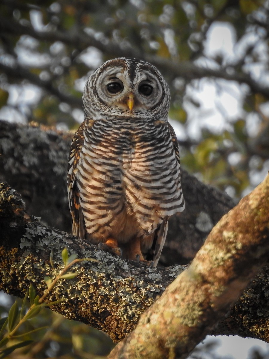 Chaco Owl - ML623838079