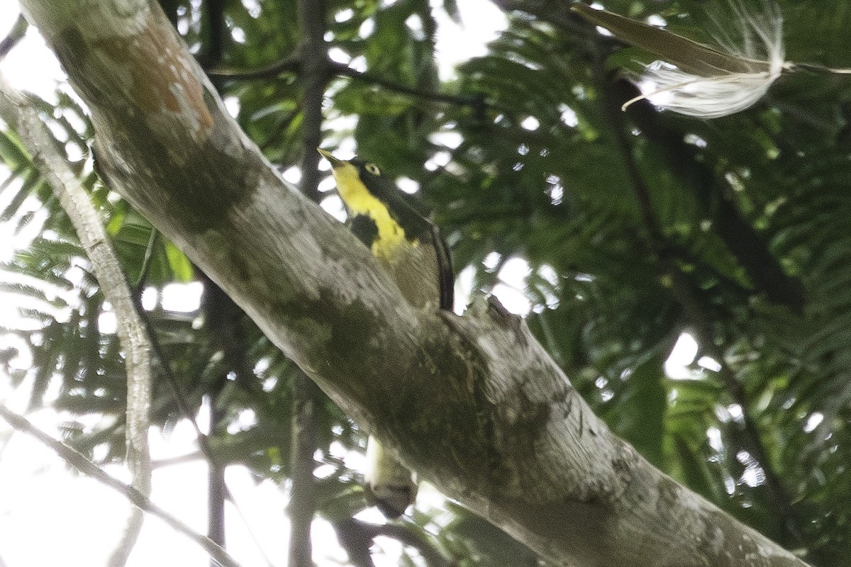 Yellow-throated Cuckoo - ML623838080