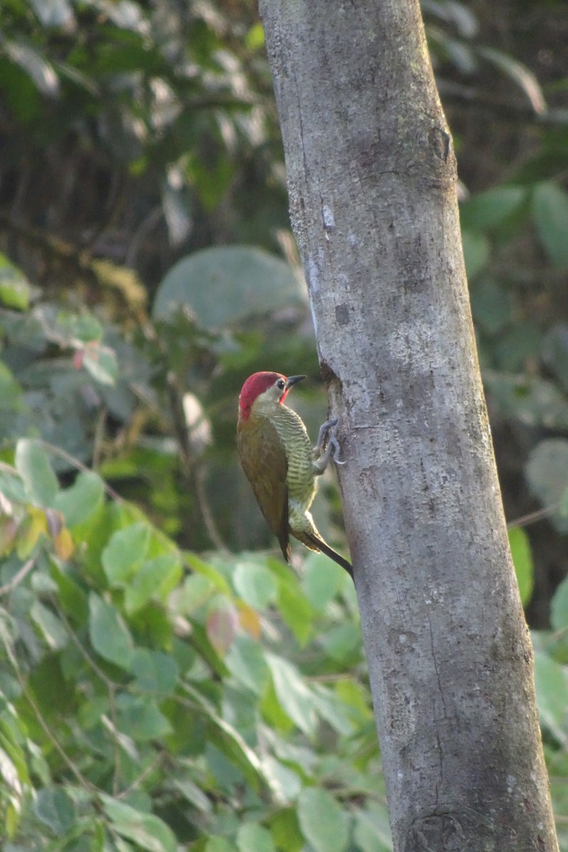 Golden-olive Woodpecker - ML623838083