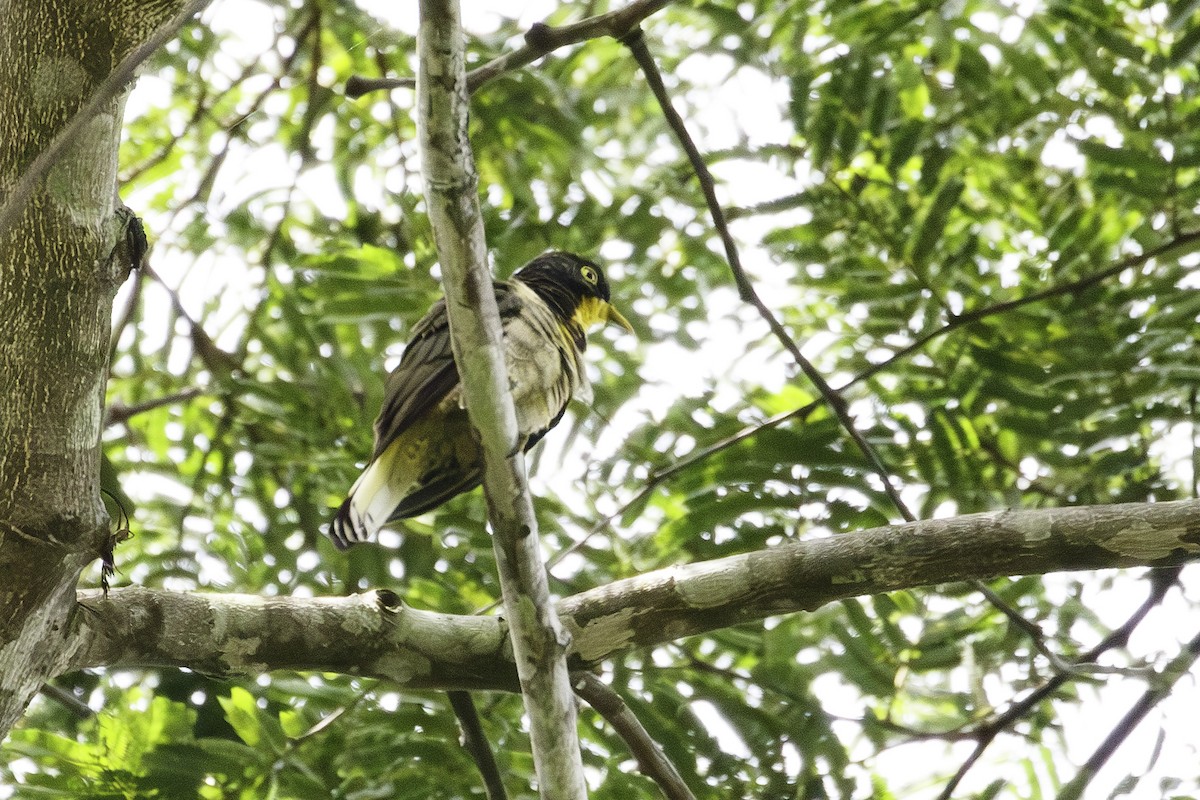 Yellow-throated Cuckoo - ML623838084