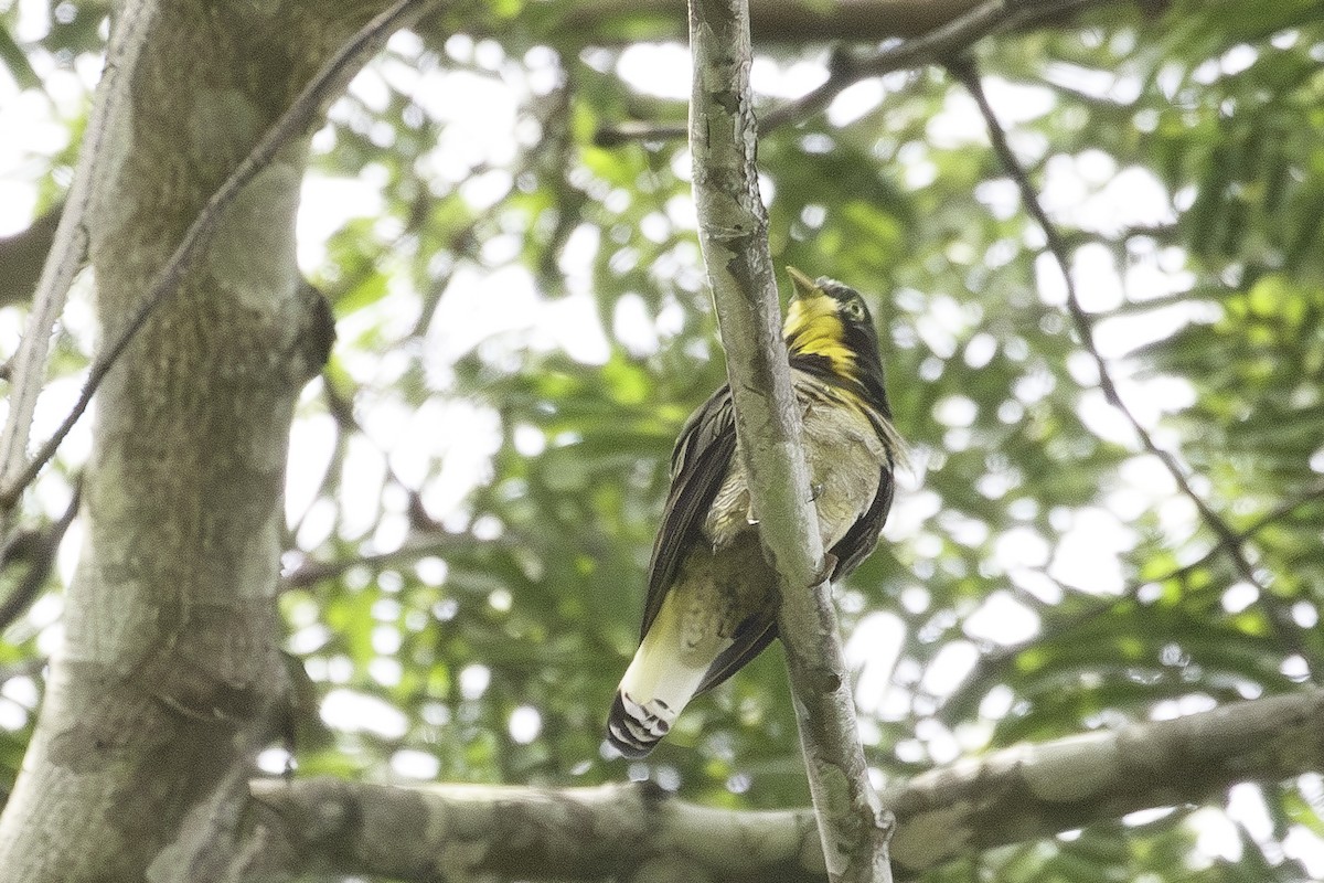 Yellow-throated Cuckoo - ML623838089