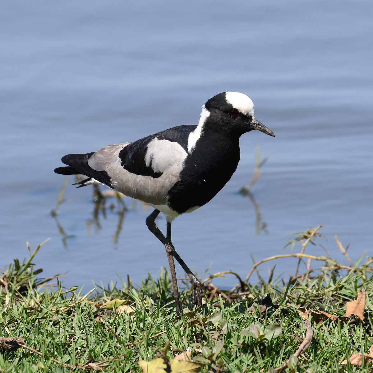 Blacksmith Lapwing - ML623838097