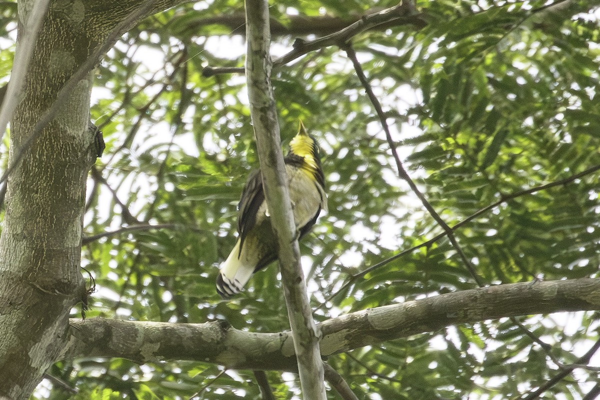 Yellow-throated Cuckoo - ML623838101