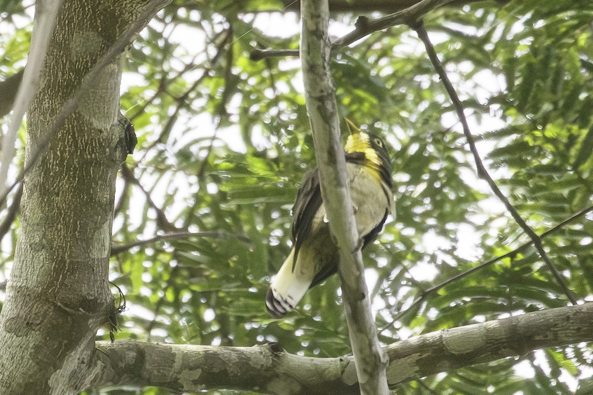 Yellow-throated Cuckoo - ML623838108