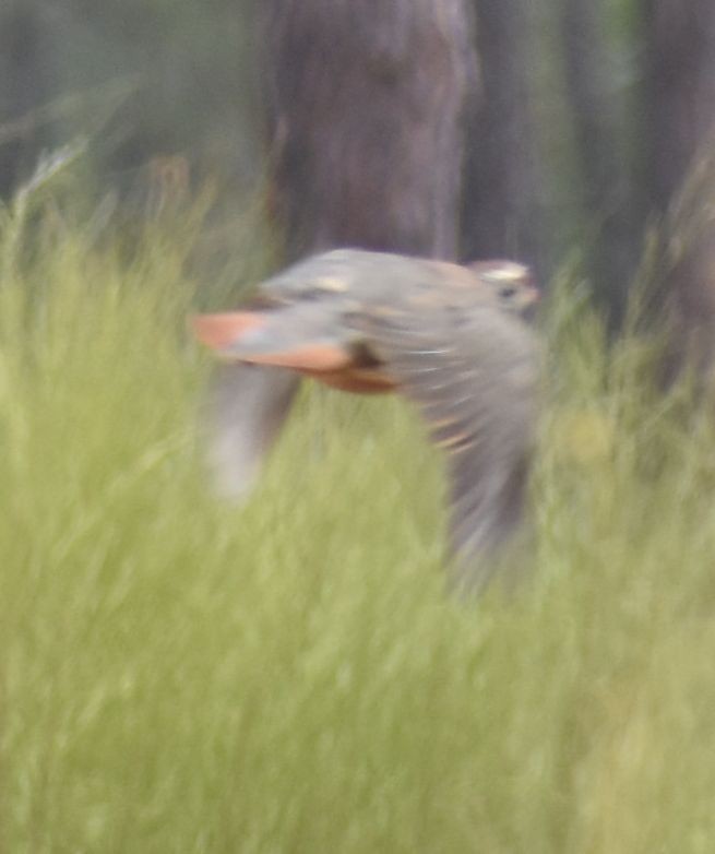 Red-legged Partridge - ML623838114