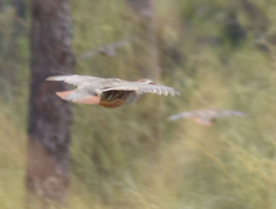 Red-legged Partridge - ML623838115