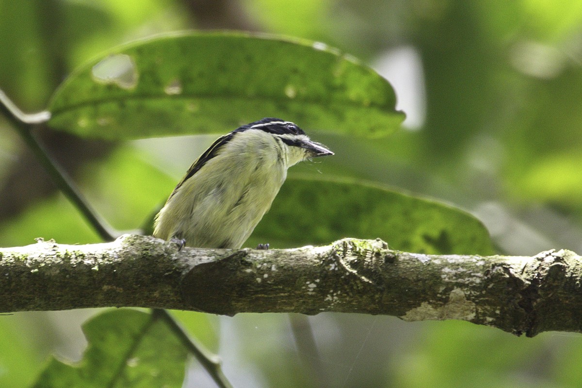 Yellow-throated Tinkerbird - ML623838116