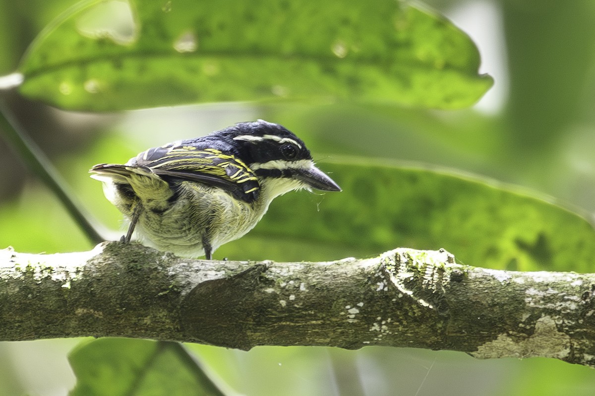 Yellow-throated Tinkerbird - Jeanne Verhulst