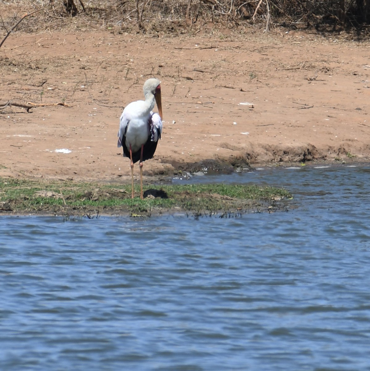 Yellow-billed Stork - ML623838125