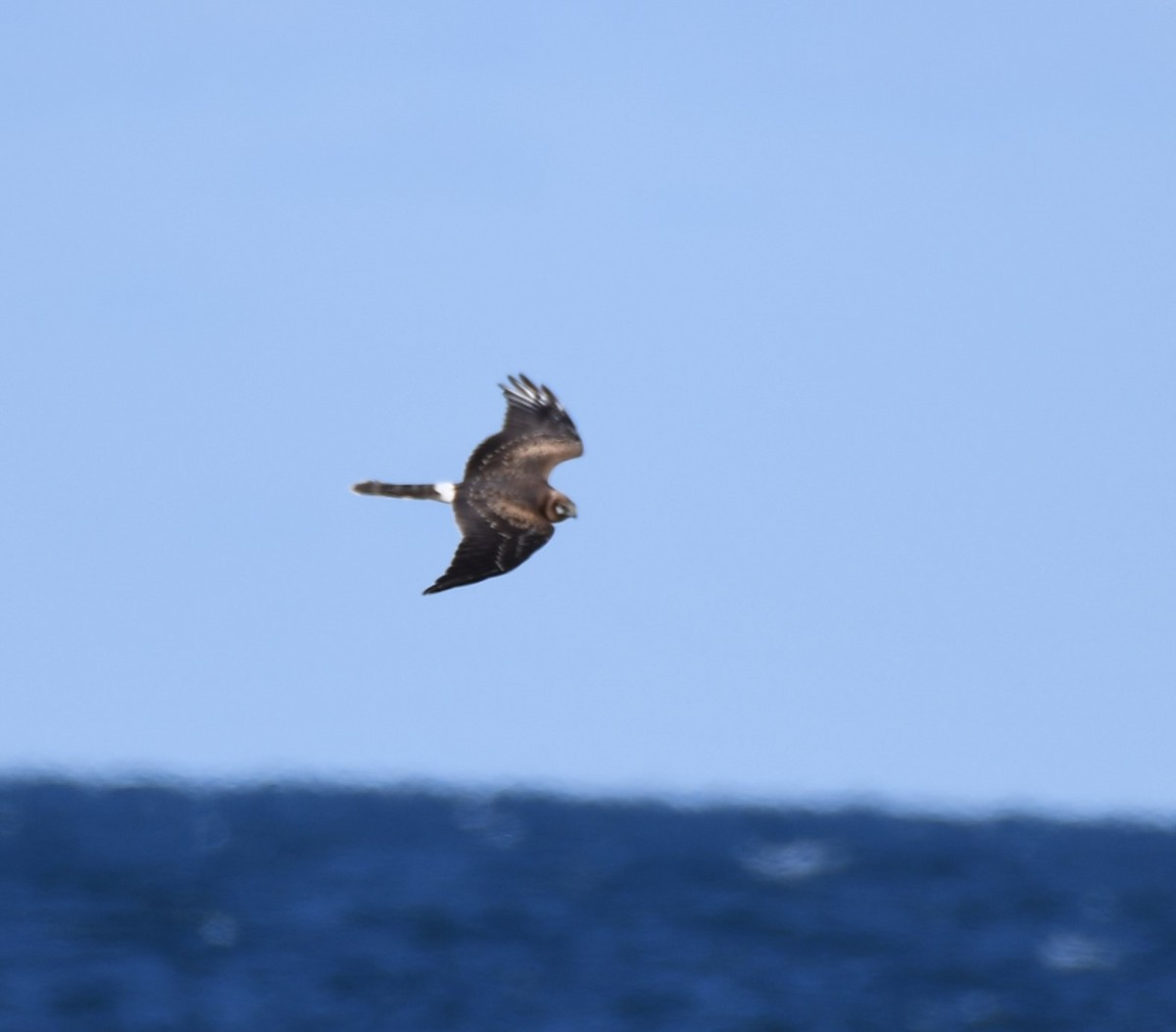 Pallid Harrier - Tim Schadel