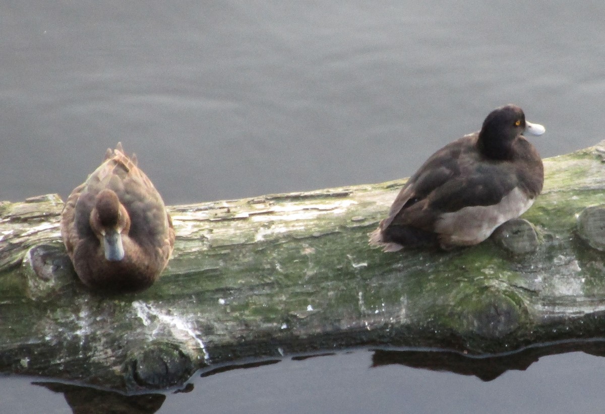 Tufted Duck - ML623838142