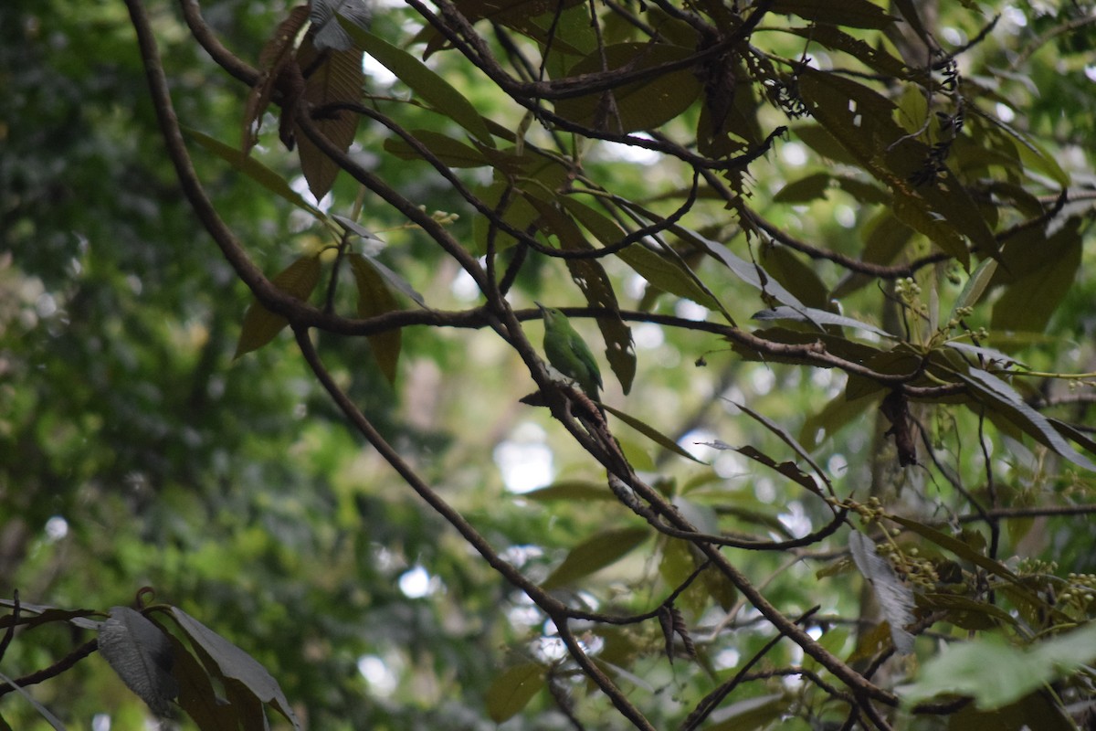 Orange-bellied Leafbird - ML623838173