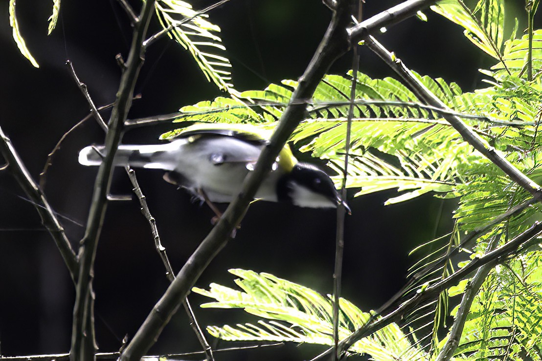 Black-capped Apalis (Black-capped) - ML623838197