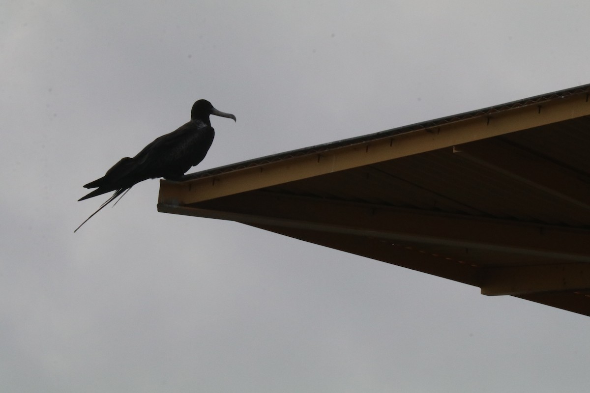 Magnificent Frigatebird - ML623838206