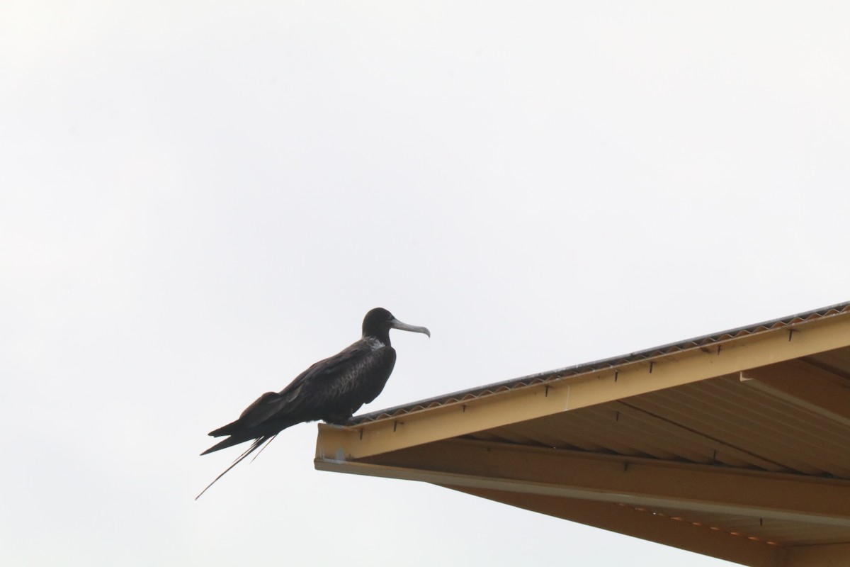 Magnificent Frigatebird - ML623838210