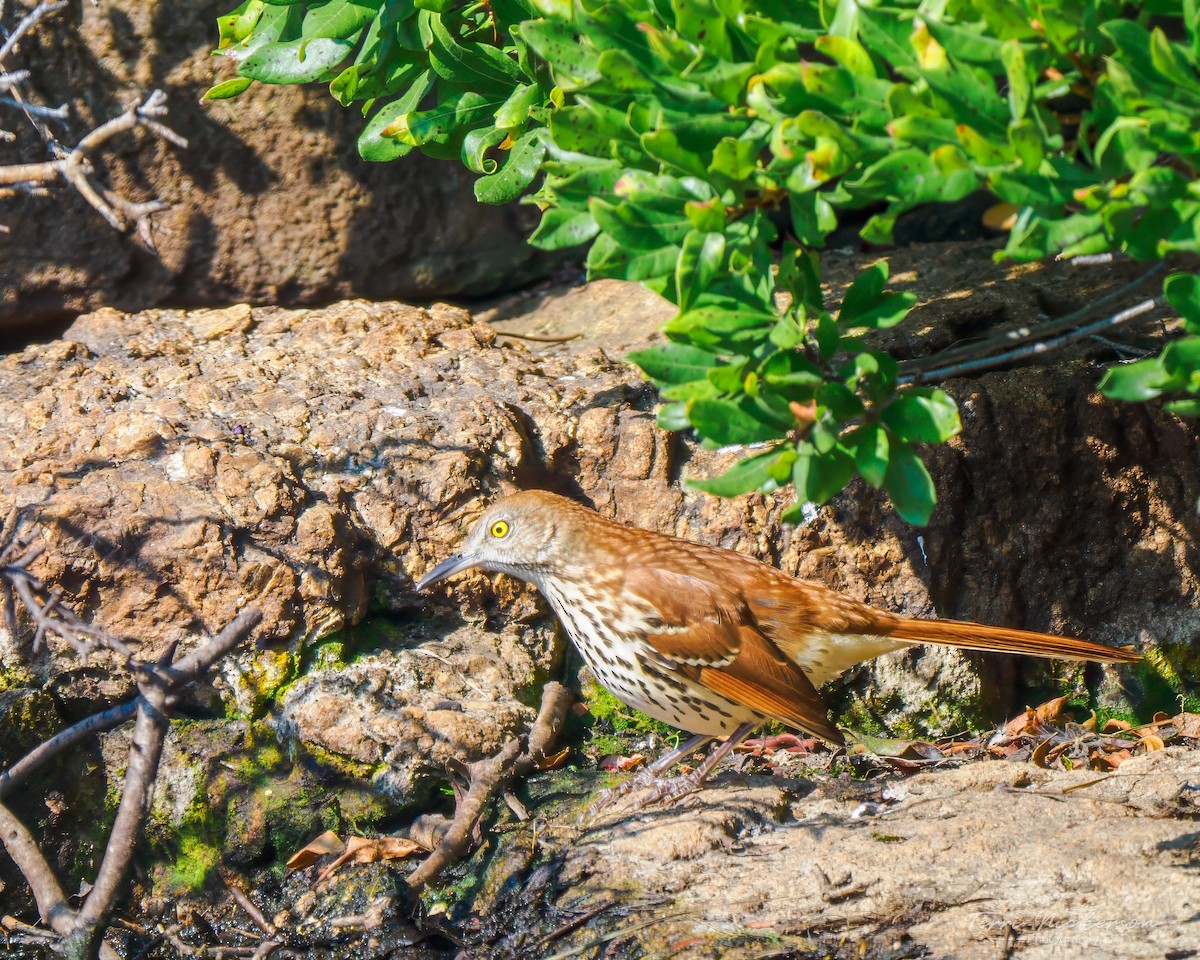 Brown Thrasher - Terri Nickerson