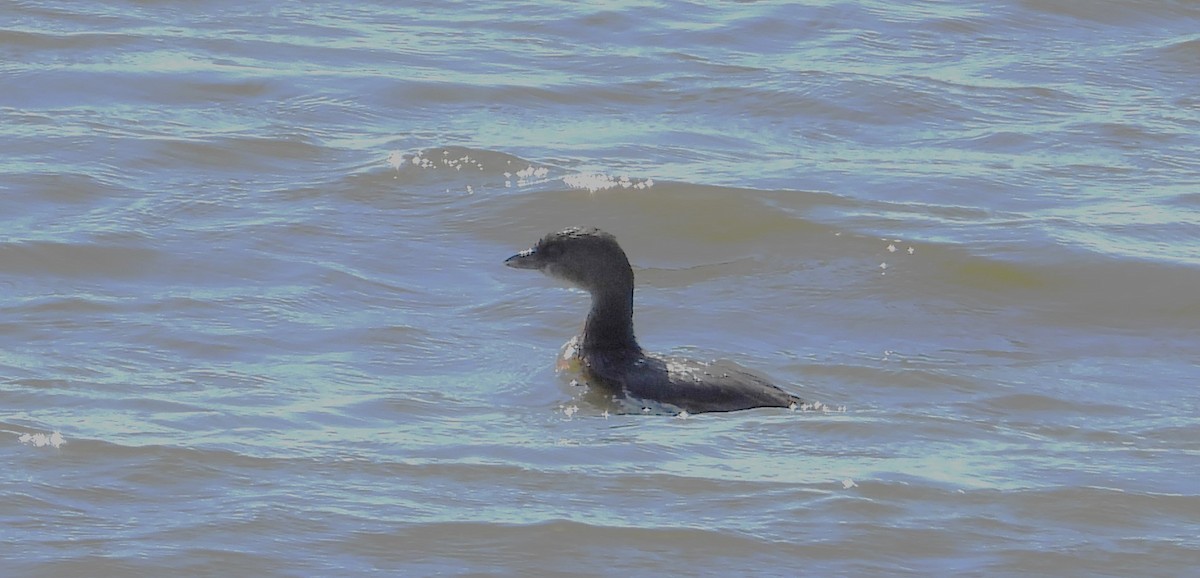 Pied-billed Grebe - ML623838222