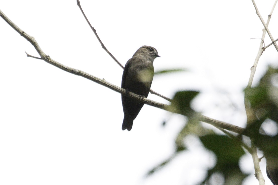 Ussher's Flycatcher - ML623838239