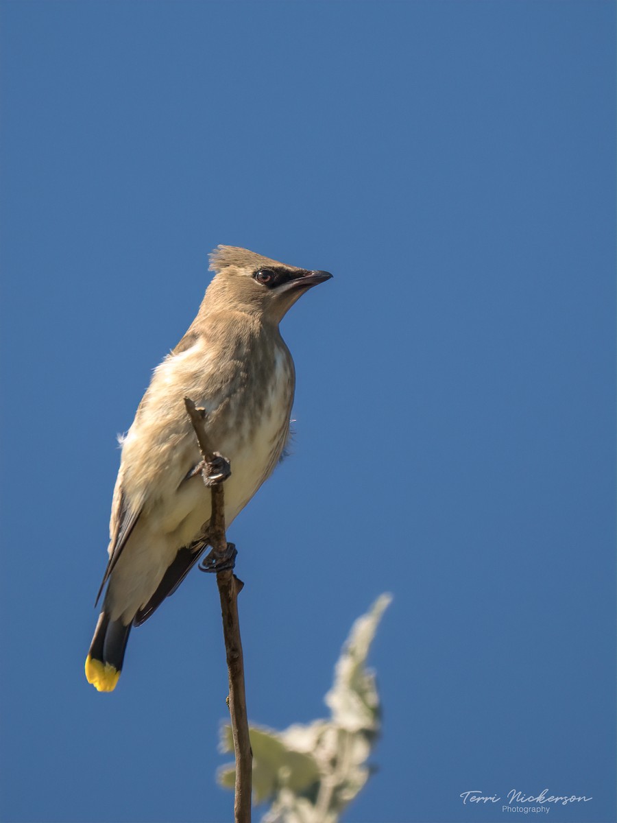 Cedar Waxwing - Terri Nickerson