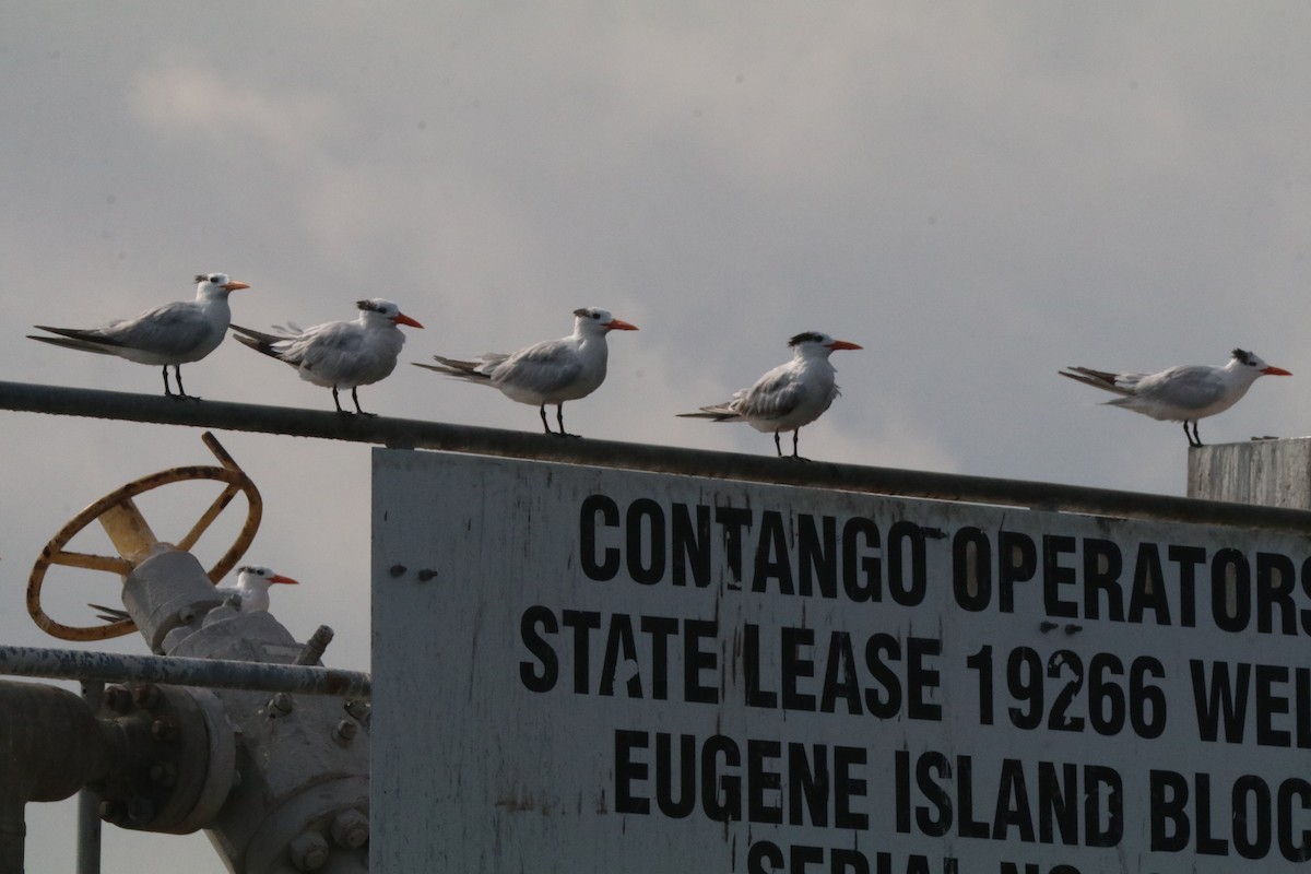 Royal Tern - ML623838253