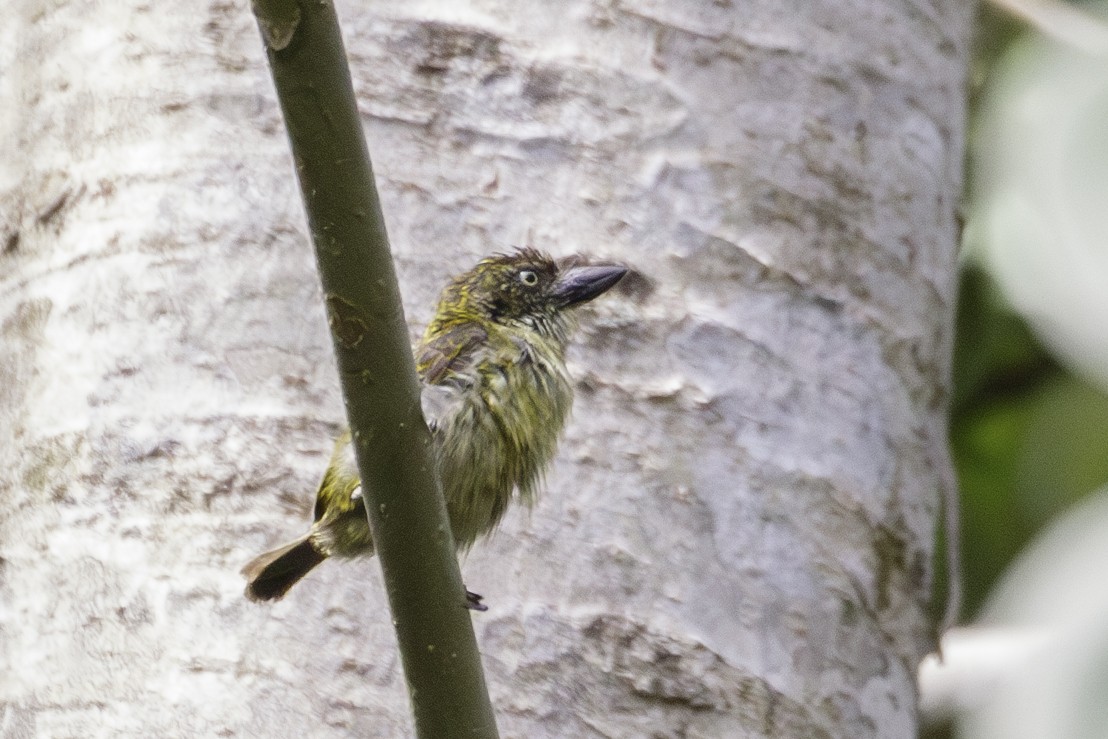 Speckled Tinkerbird - ML623838254