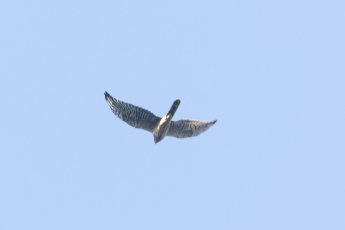 Pallid Harrier - Alejandro Sanz