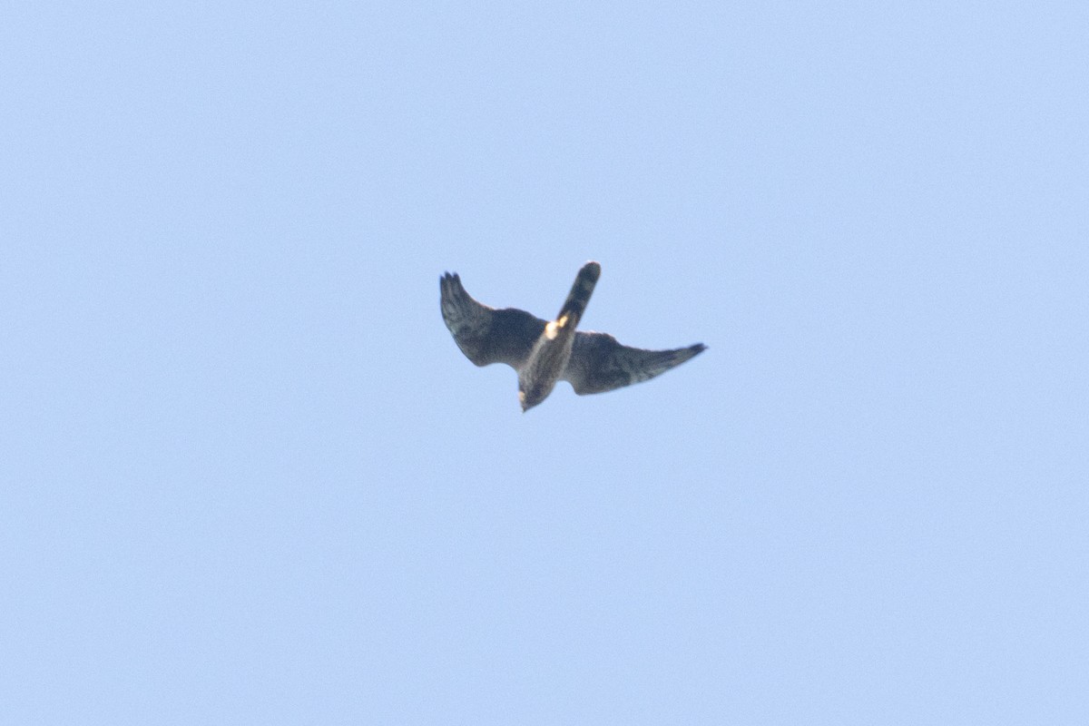 Pallid Harrier - Alejandro Sanz