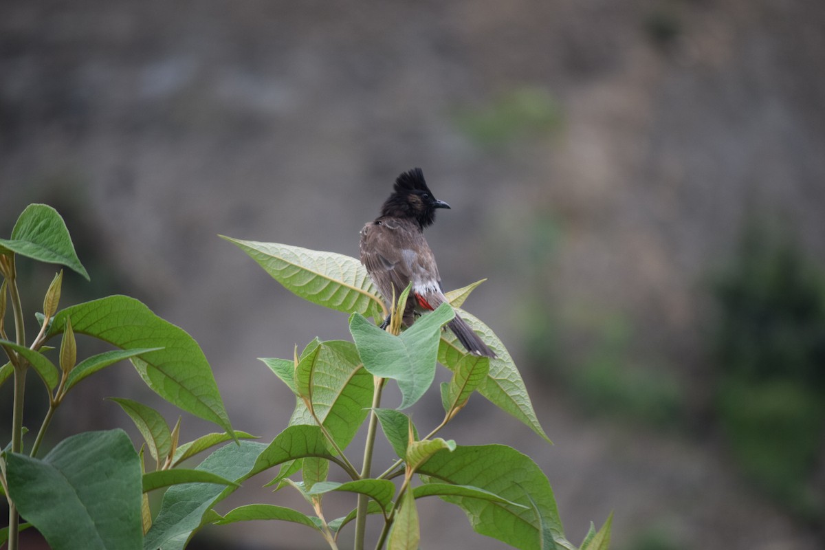 Red-vented Bulbul - Rabin Gautam