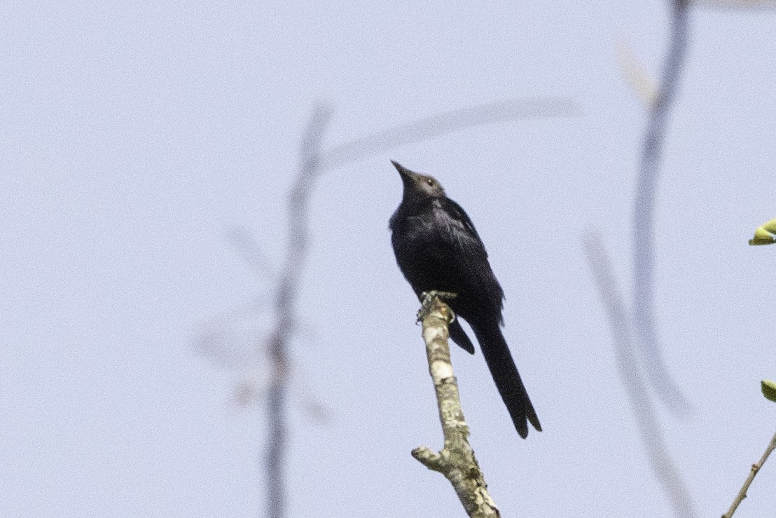 Chestnut-winged Starling (Hartlaub's) - Jeanne Verhulst